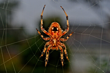 Underside of Orb Weaver Spider at the center of web