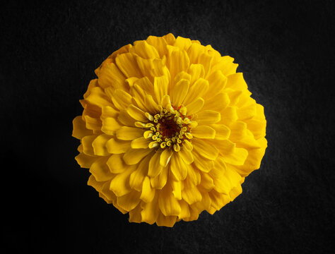 One flower on black background. Closeup.