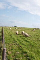 Obraz premium sheep in the field