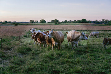 cows in the field