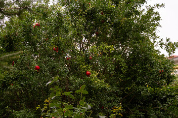 Fototapeta na wymiar Fruit tree pomegranate. Red pomegranate fruits on the tree. Pomegranate is a popular fruit plant in areas of the subtropical zone and some countries of the tropical belt.