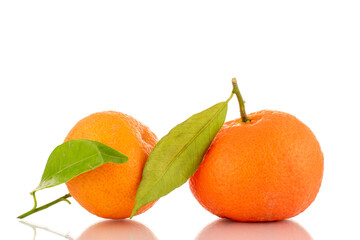 Two bright orange ripe tangerines, close-up, isolated on white.