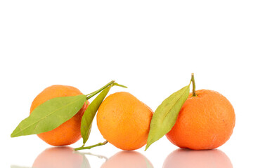 Three bright orange ripe tangerines, close-up, isolated on white.