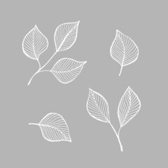 A hand drawn collection birch tree leaves in sketch style on a light gray background. Linear monochrome illustration. Elegant elements for textile and greeting card design.
