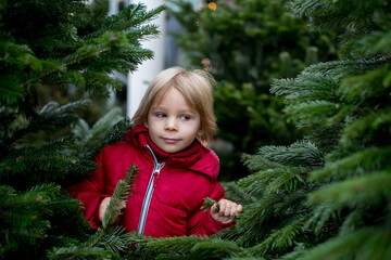 Blond toddler child in red jacket, buying christmas tree