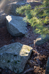 Soft focused young Pine buds. Pinus sylvestris, pinus nigra, branches of mountain pine. Pinus tree on a sunny day with the backlight of sun