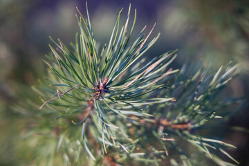 Naklejka na ściany i meble Soft focused young Pine buds. Pinus sylvestris, pinus nigra, branches of mountain pine. Pinus tree on a sunny day with the backlight of sun