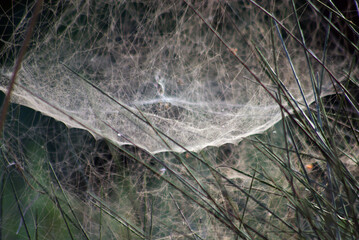 A close up view of a giant cobweb (spider net) of a spined micrathena spider
