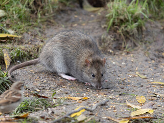 Brown rat, Rattus norvegicus