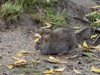 Brown rat, Rattus norvegicus