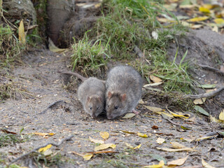 Brown rat, Rattus norvegicus