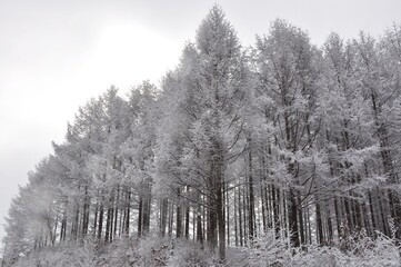 winter forest  with snow