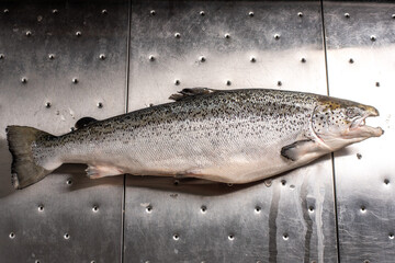 Whole, fresh salmon fish on the metal background of the refrigerator in one shade