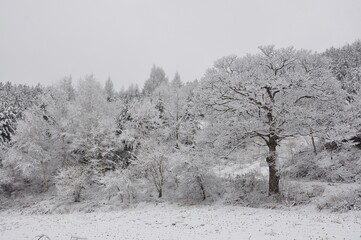 snow covered trees