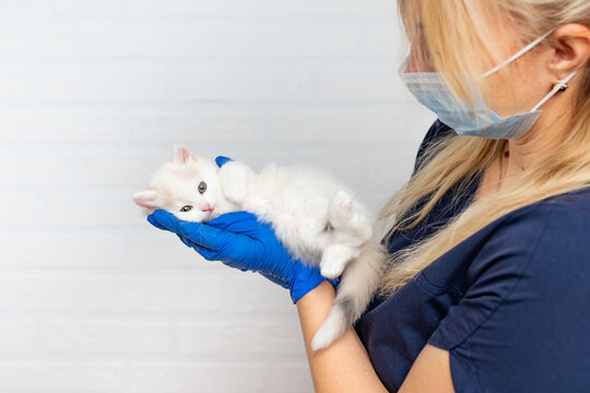 a veterinarian doctor holds a white fluffy kitten in his arms, looks at him close-up. High quality photo