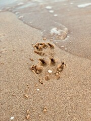 Hundepfoten im Sand