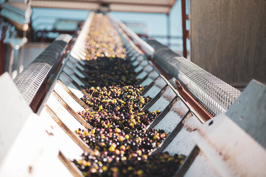 machinery of an oil mill for obtaining olive oil.