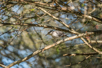 Northern Mockingbird on a branch