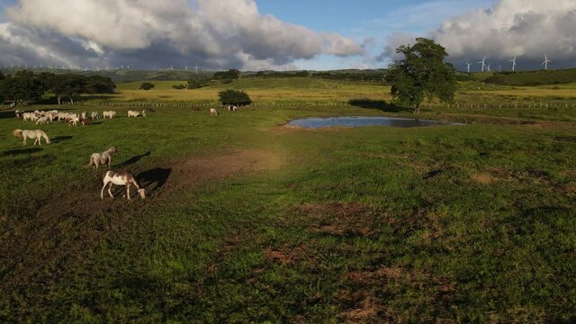 video a&eacute;reo de ganado pastando con torres e&oacute;licas en el horizonte 