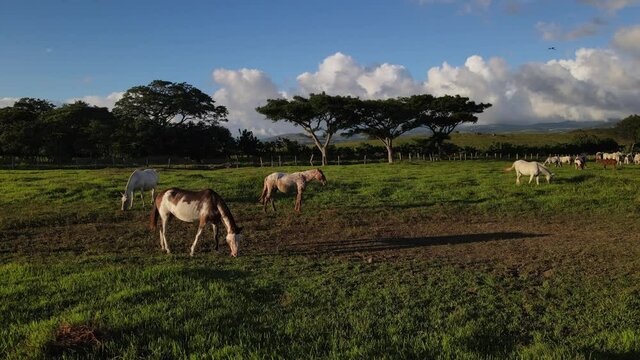 Video de caballos pastando en una finca con una luz c&aacute;lida del atardecer