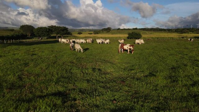 Vuelo aereo sobre ganado en una finca con torres e&oacute;licas al horizonte 