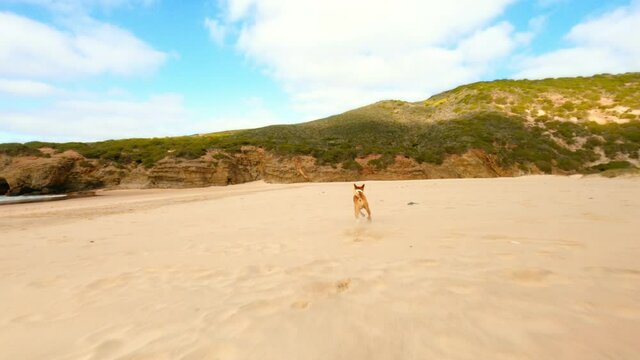 Super slow motion closeup on fast athletic basenji breed dog, run fast past action camera on beach. Freedom concept, fun day with owner in nature dog friendly location