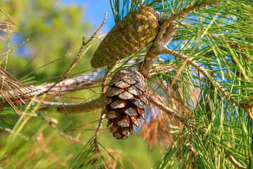 Young and old cones on a green pine branch with needles. Evergreen, coniferous, pinecone. Summer, blue sky.