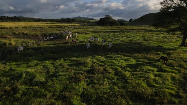 Video aereo con dron sobre ganado en una finca caminando juntos en manada