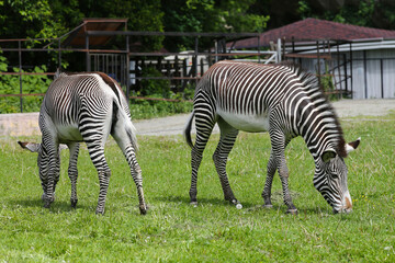 Fototapeta na wymiar Two zebra animals graze on the grass at the zoo.