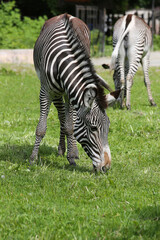 Animal zebra grazes on the grass in the zoo