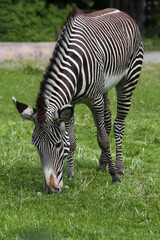 Obraz na płótnie Canvas Animal zebra grazes on the grass in the zoo