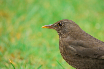2021-12-16, GER, Bayern, Passau: Amsel im Garten, Winter, Winterfütterung