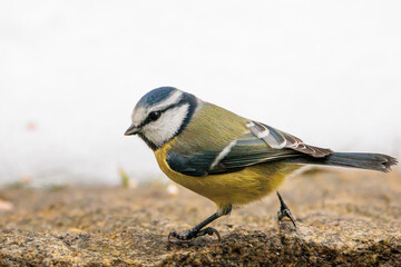 2021-12-14, GER, Bayern, Passau: Blaumeise im Garten. Winter, Winterfütterung.