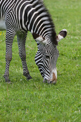 Fototapeta na wymiar Animal zebra grazes on the grass in the zoo