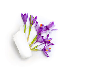 Holes torn in paper with violet crocuses on a white background with space for text. Spring flowers. Top view, flat lay