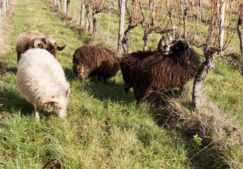 Moutons d'Ouessant à robes blanche, brune et noire, petites tondeuses écologiques, broutant de l'herbe aux pieds de vignes - obrazy, fototapety, plakaty