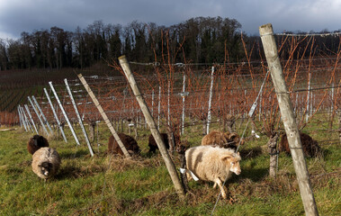 Troupeau de moutons d'Ouessant (Ovis aries), animal d'agrément dans un vignoble, jeune bélier à...