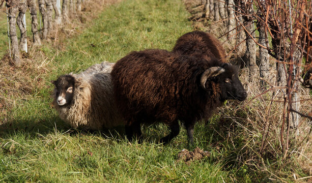 Ovis aries - B&eacute;lier d'Ouessant &agrave; robe noire et agneau &agrave; robe noisette broutant de l'herbe aux pieds de vignes