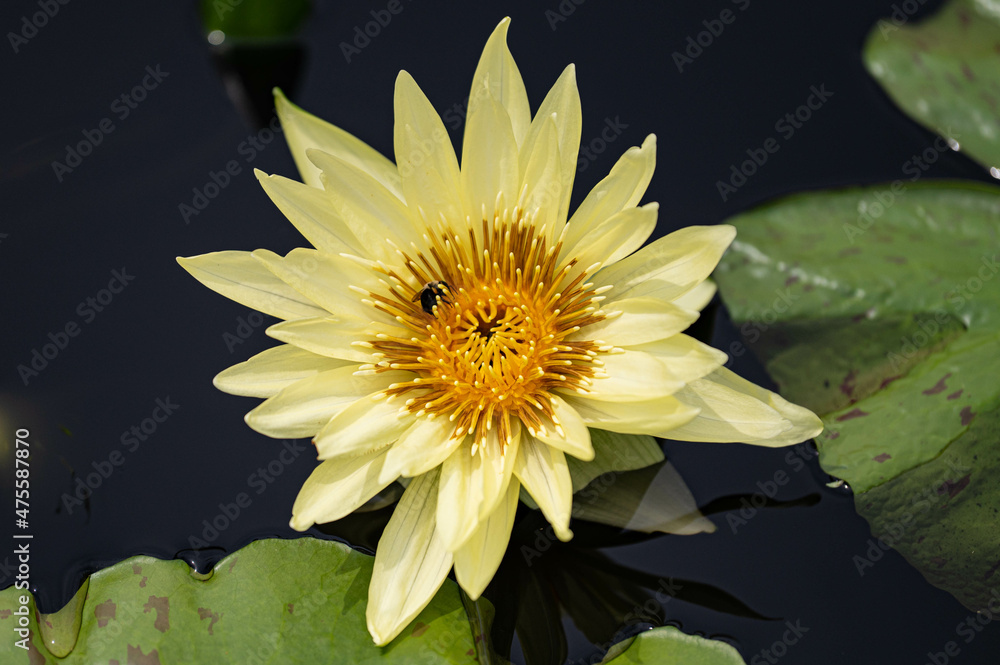 Sticker Closeup shot of beautiful yellow Water Lily over on the water surface near large green leaves