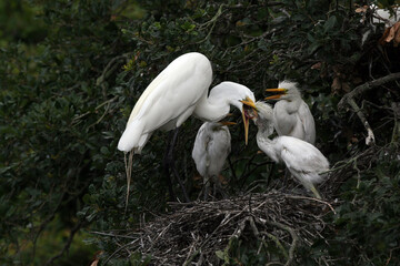 Great egret - Ardea alba - feeding chicks on nest in oak tree in St Augustine, Florida.