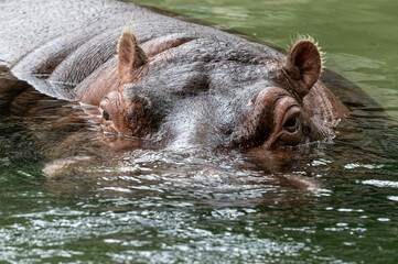 Big hippo head lurking out of the water