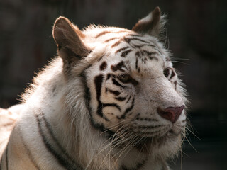 White  in Nanjing zoo