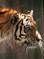 Tiger in Nanjing zoo