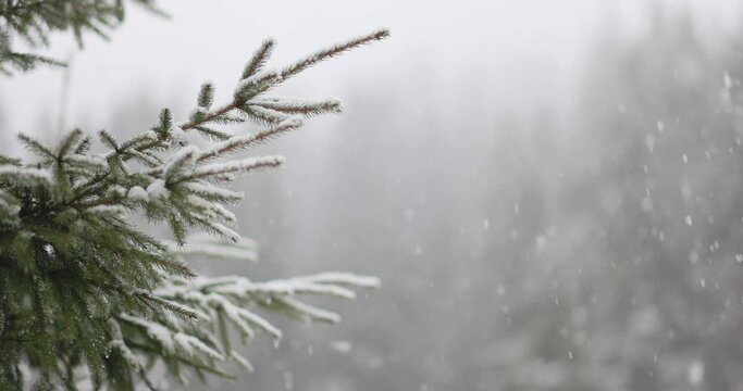 Heavy snow falling from fir tree branch in slow mo. Coniferous snowy tree in winter. Slow motion footage of falling snowflakes. Snowy pine branches close up in December during snowfall.