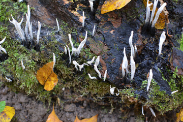 Wild mushrooms Xylaria hypoxylon grow in the forest