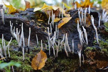 Wild mushrooms Xylaria hypoxylon grow in the forest