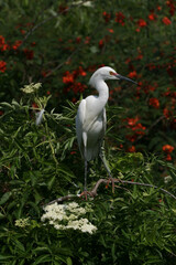 Snowy Egret - Egretta thula - in full breeding coloration and plumage in St Augustine, Florida.