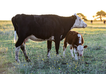 Cattle in pampas countryside, La Pampa, Argentina.
