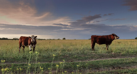 Obraz premium Cattle in pampas countryside, La Pampa, Argentina.