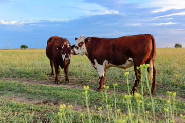Fototapeta na wymiar Cattle in pampas countryside, La Pampa, Argentina.